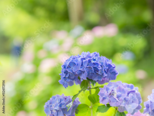 梅雨から初夏の公園や花壇を彩るアジサイのある風景。木漏れ日の光でボケた景色。ぼんやりした花畑のイメージ