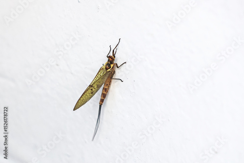 insecte sur le mur
