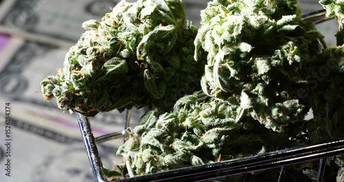 medical marijuana cannabis buds close up