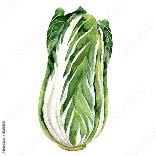Chinese cabbage head for kimchi - hand drawn watercolor illustration isolated on white background