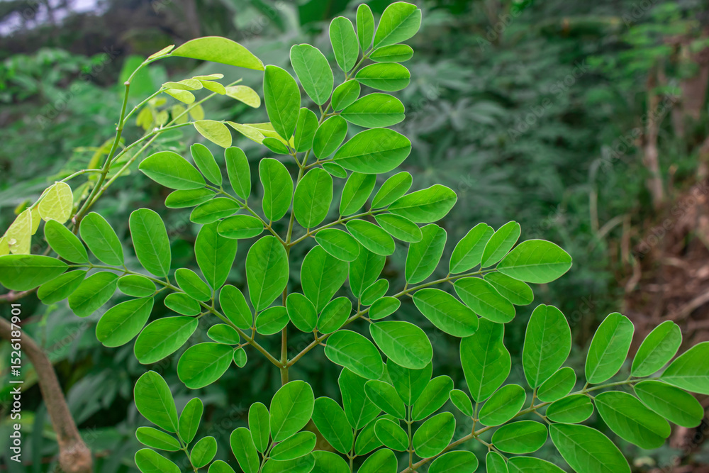 Obraz premium Close-up of Moringa leaves (Moringa oleifera) showcasing rich green color and texture. Ideal for scientific, herbal, or health content highlighting nutritional benefits and medicinal properties.