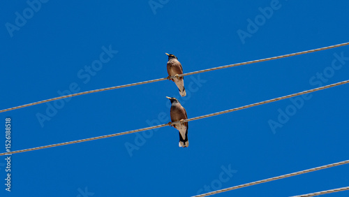 Canvas Print Two birds sitting on electrical wires