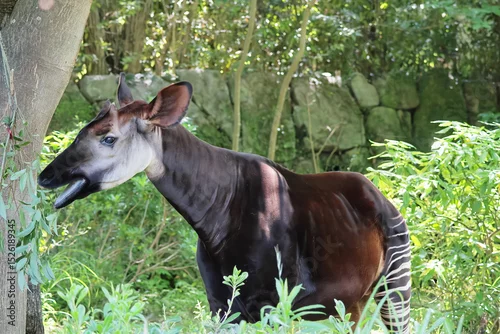 Fototapeta オカピ