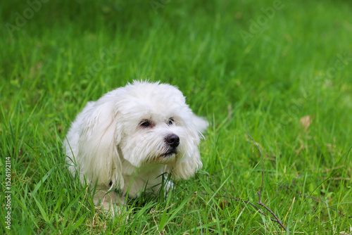 kleiner weisser Hund liegt lauernd im Garten