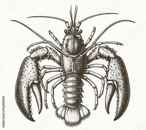 Lobster sea animal engraving vector illustration. Ink sketch of lobster.