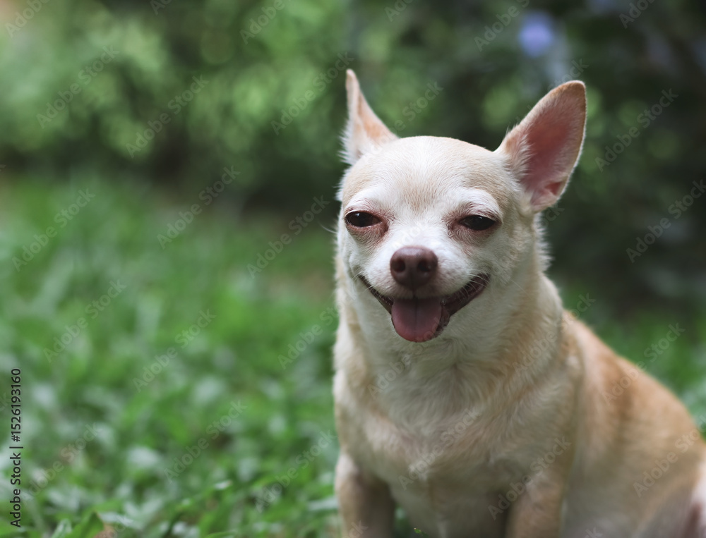 Obraz premium cute brown short hair chihuahua dog, smiling and looking at camera on green garden background with copy space.