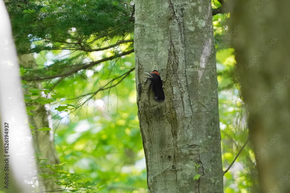 Obraz premium 巣穴から顔を出すクマゲラの幼鳥