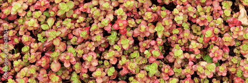 Panoramic image. Sedum in the botanical garden