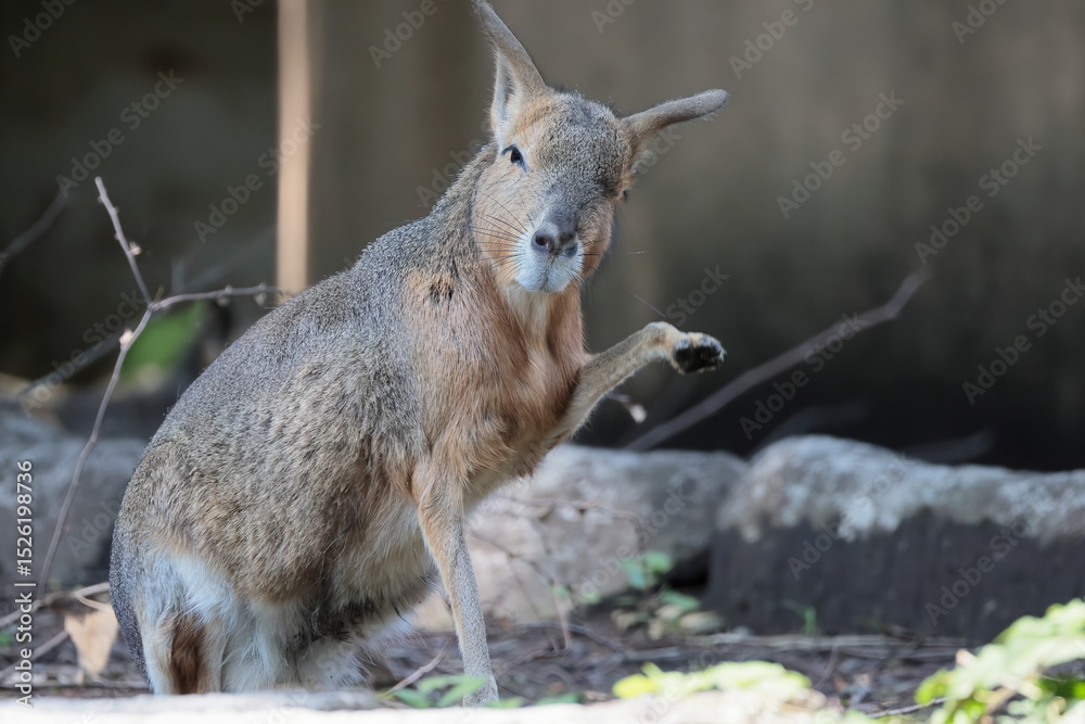 Obraz premium マーラ