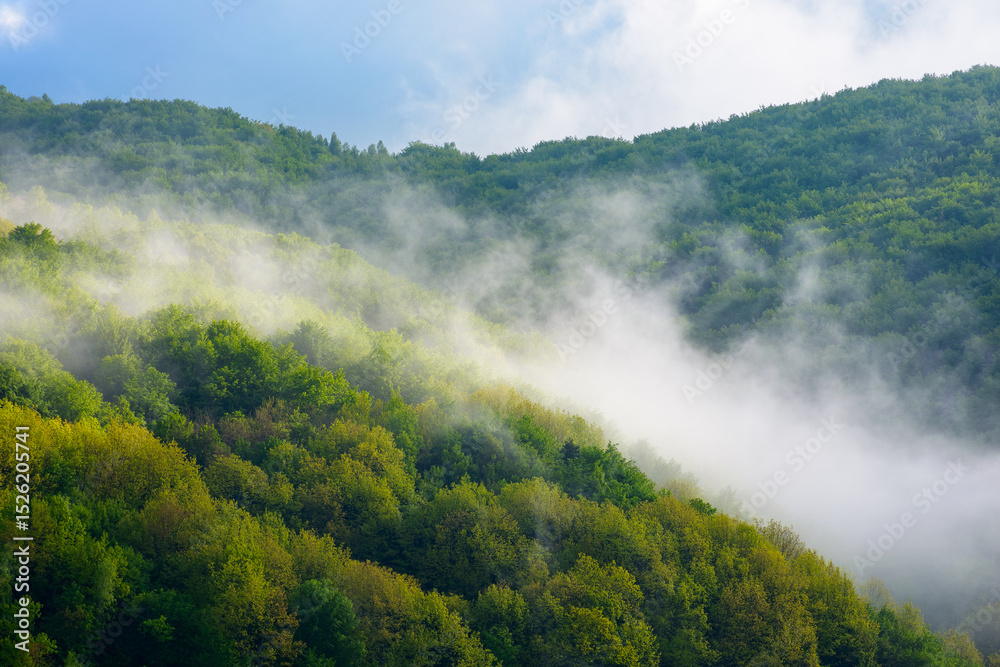 Fototapeta premium fog evaporating above the foliage forest on the hill. green environment background in highlands of ukraine. fresh sunny weather with clouds on the blue sky