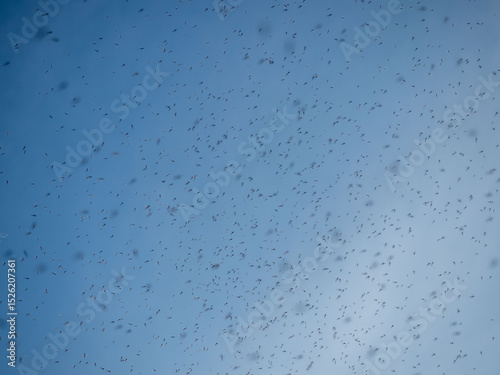 A huge swarm of mosquitoes against the blue sky in summer in good weather