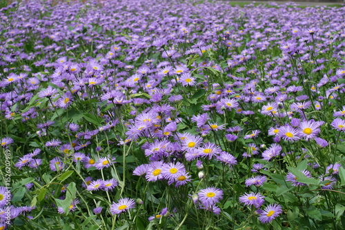 Infinite violet flowers of Erigeron speciosus in mid June
