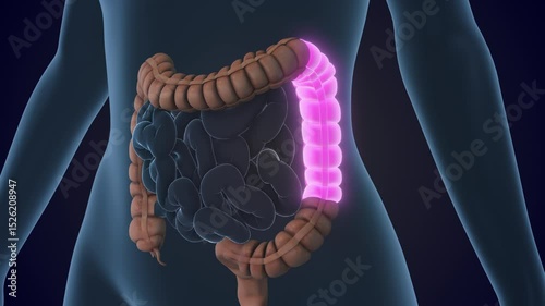 The Transverse colon is a section of the large intestine