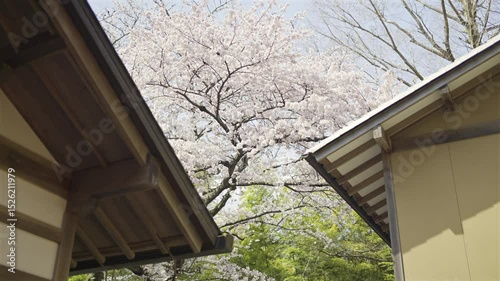 Vibrant cherry blossoms fill the sky as they bloom near traditional Japanese shrine torii gates. Fushimi Inari, Kyoto, Japan