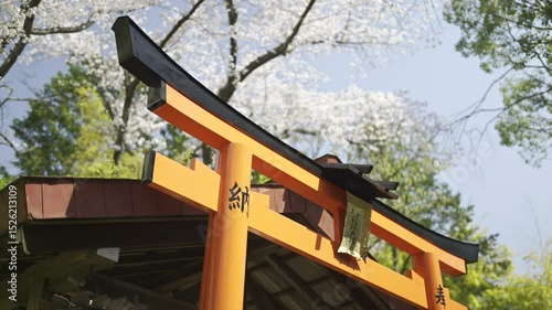 A vibrant torii gate stands proudly surrounded by blooming cherry blossoms. Text Translation: ''Dragon Deity''. Fushimi Inari, Kyoto, Japan