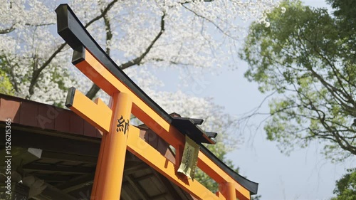 A vibrant torii gate stands proudly surrounded by blooming cherry blossoms. Text Translation: ''Dragon Deity''. Fushimi Inari, Kyoto, Japan