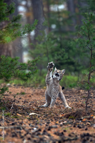 Eurasian lynx (Lynx lynx), young lynx attacking flying prey. Lynx with raised paw and claws extended.