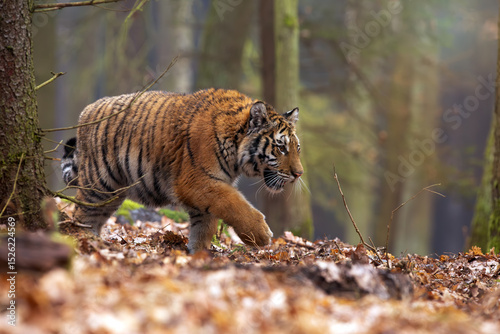 Siberian tiger or Amur tiger is a population of the tiger subspecies Panthera tigris tigris, a large young tigress in a dense forest.