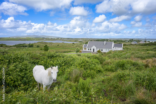 Landschaft bei Maghery in Irland mit weißen Pferd