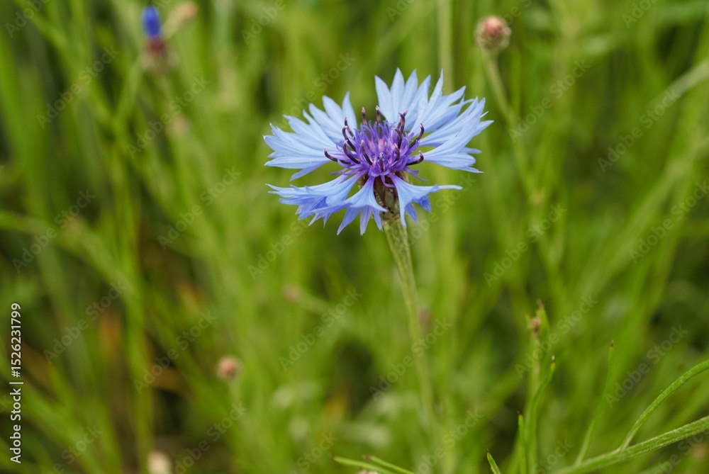 Fototapeta premium In green meadow, a single blue cornflower stands out with its bright color. A simple yet eye-catching detail in the natural landscape.