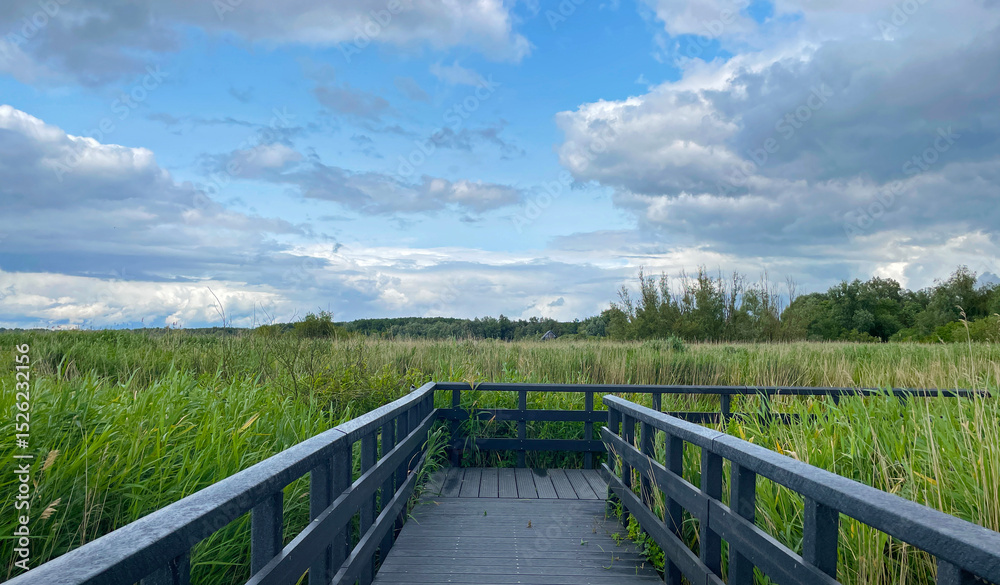 Fototapeta premium The edge of a canal in wetland in a cloudy sky in bright sunlight in springtime, Oostvaardersplassen, Almere, Flevoland, Netherlands, June 07, 2025