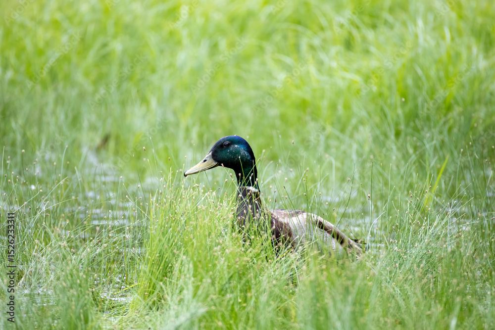 Obraz premium duck on the grass