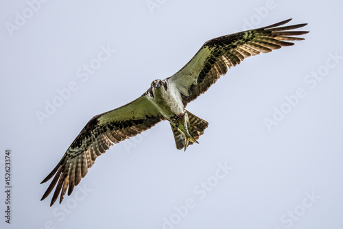 osprey in flight