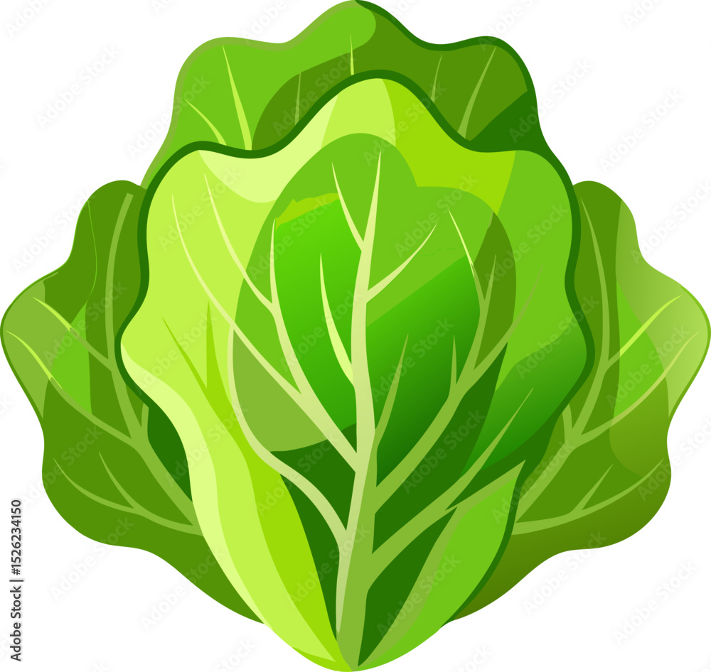 Obraz premium green cabbage isolated on white