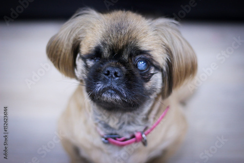 Close-up of a Pekingese dog with one cloudy eye. Photo on a light background, compassion and care for animals with special needs photo