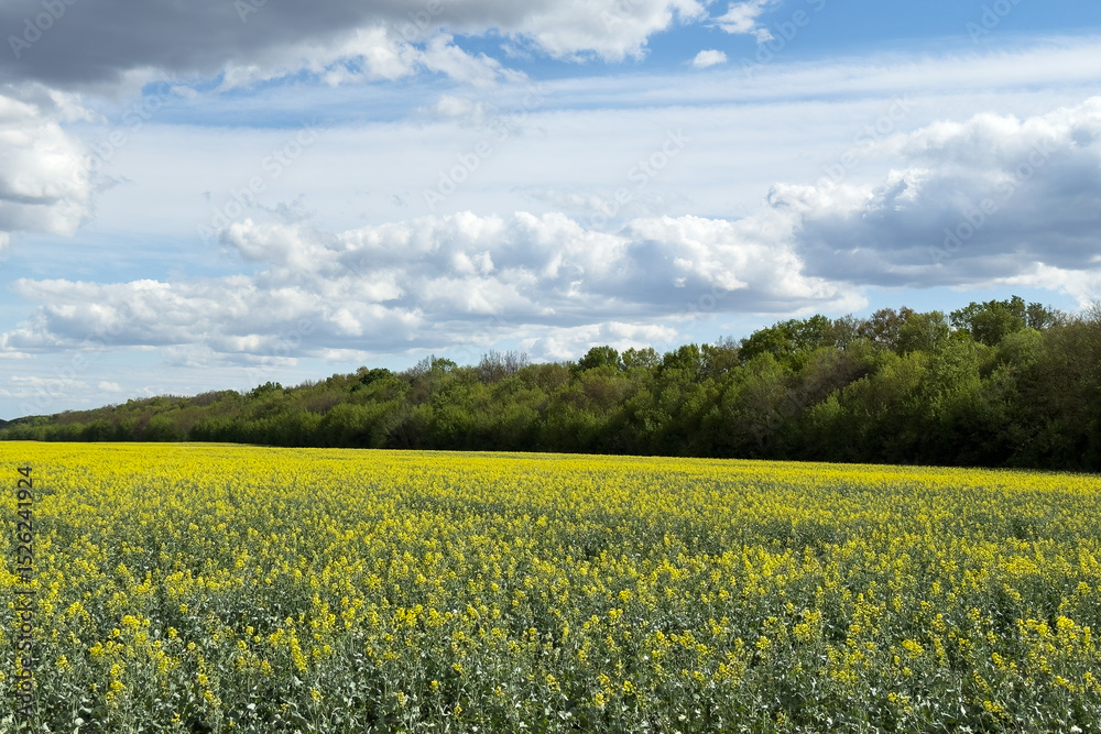 Fototapeta premium Rapeseed field under blue sky with clouds