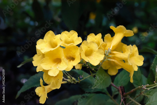 Close up of tecoma stans