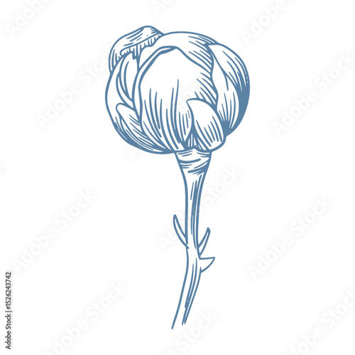Botanical blue wedding flower on white background. Hand drawn floral, flower and leaf branch in toile de jouy style. Line art for wedding, monogram, invitation, greeting, logo, birthday cards