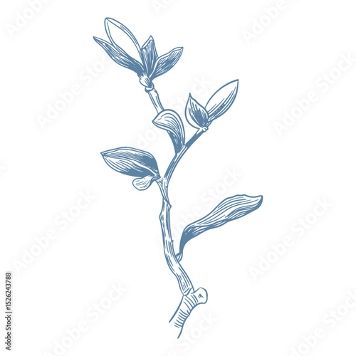 Botanical blue wedding flower on white background. Hand drawn floral, flower and leaf branch in toile de jouy style. Line art for wedding, monogram, invitation, greeting, logo, birthday cards