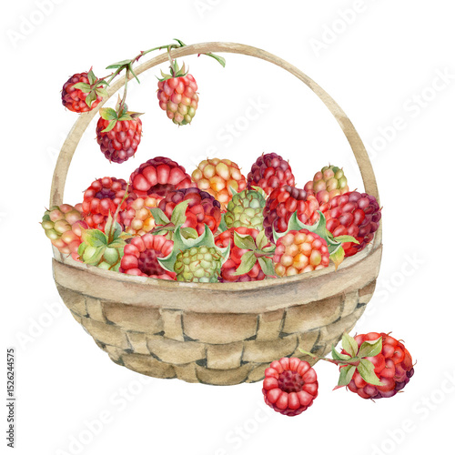 Raspberry in weaved basket on stalks with leaves, hand drawn in watercolor, ripe picked garden berry harvest, dewberry cloudberry mulberry. Isolated illustration. Farmers market grocery preserves