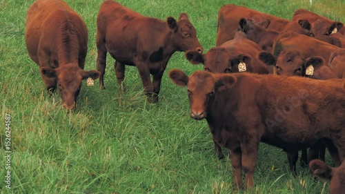 A medium shot captures a group of brown cows grazing closely together on a lush green pasture.