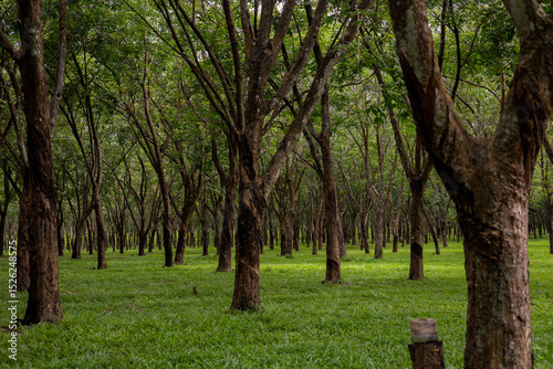 A quiet rubber plantation with tall trees and bright green grass flooded with natural light.