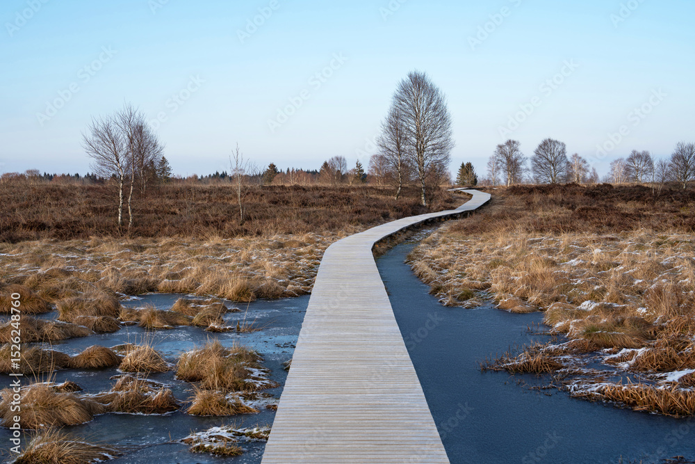 Fototapeta premium A wooden boardwalk winds through the frozen moorland of the High Fens near Monschau, Belgium. Bare birch trees and frosty grass create a peaceful winter landscape.