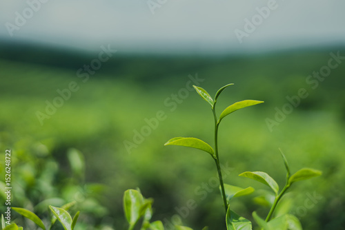 Green tea leaf buds from tea plantations in a natural farm in the morning in Thailand, a cash crop for making tea and used as a health care product.
