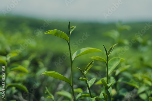 Green tea leaf buds from tea plantations in a natural farm in the morning in Thailand, a cash crop for making tea and used as a health care product.
