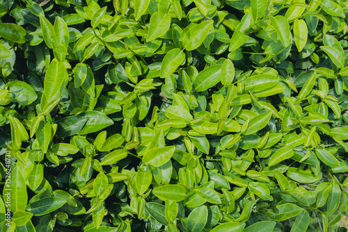 Green tea leaf buds from tea plantations in a natural farm in the morning in Thailand, a cash crop for making tea and used as a health care product.
