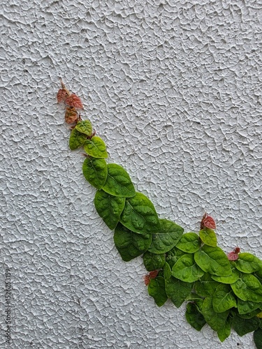 Green Climbing Vine on White Textured Wall
