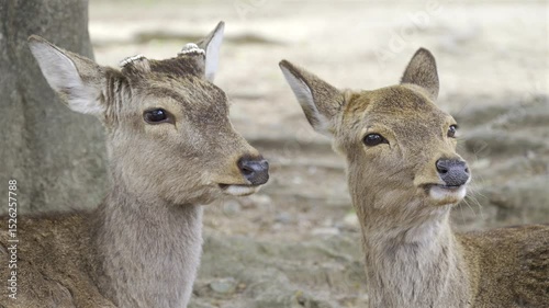 A pair of deer share a calm moment among the trees in Nara Park, Japan