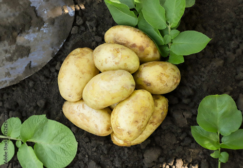 Fresh potatoes with leaves and shove background. Top view