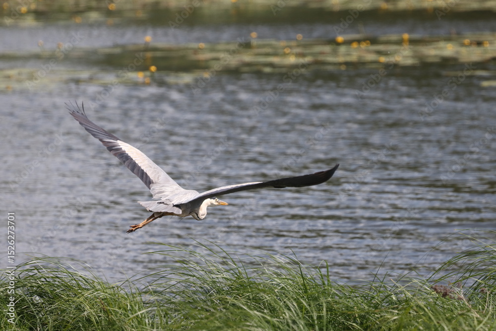 Obraz premium Grey heron flies over green reeds against the background of yellow water lilies on the river