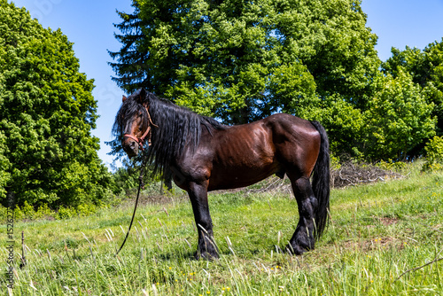 Fototapeta Naklejka Na Ścianę i Meble -  Horse, a large heavy draft horse, grazing on a mountain pasture in the Sudeten Mountains of Poland