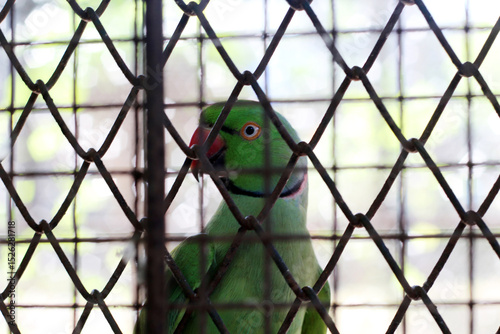 This image captures a vibrant green parrot behind a rusty metal cage. The parrot, likely an Indian Ringneck, is seen peering through the diamond-patterned bars, its red beak and sharp eye standing out