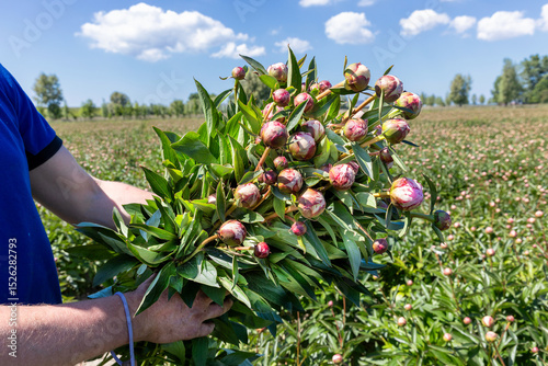 Teler toont een bos met vers gesneden pioenrozen met roze bloemen op de akker