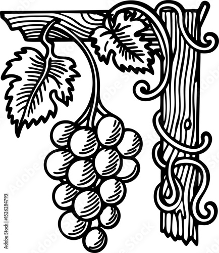 Grape vine illustration with cluster and leaves on wooden trellis botanical vintage drawing, agriculture, harvest concept
