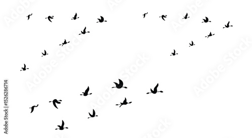 Flying Birds in V Formation Silhouette – Migrating Flock Isolated on White