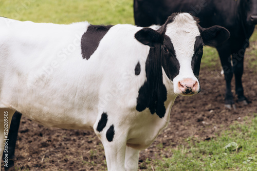 Black and white dairy cow standing in a grassy field, showcasing its distinctive markings and calm demeanor, surrounded by other cattle in a serene rural landscape, representing farm life